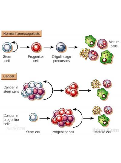 将来已来！干细胞疗法在老年疾病医治方面的潜力在逐步显露！